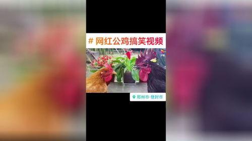 网红爆料天天更新视频,精彩内容盘点  第2张